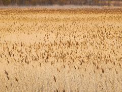 -野鸭湖国家湿地公园