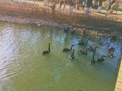 -长白岛森林公园