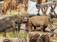 -北京野生动物园