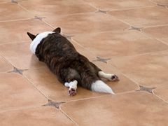 -Let's go狗咖·猫咖·奶狗·桌游(春熙路IFS店)