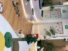 -COLOR PETS 撸猫馆·购猫·猫咖(长风大悦城店)