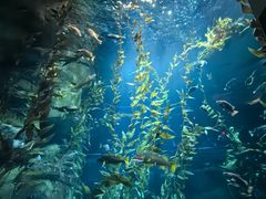 -瑞普利水族馆