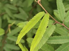 -中国科学院华南植物园