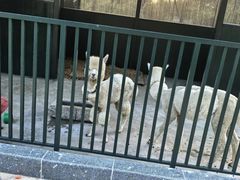 -青岛鑫江温德姆酒店
