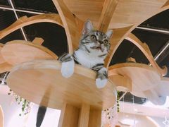 -猫和宫(六道口店)