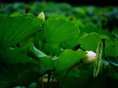 -陈家山荷花公园