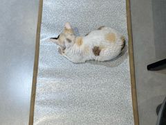 -琪喵猫屋·撸猫猫咖·猫舍