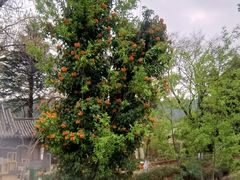 -黑龙潭公园