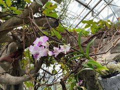 -北京植物园-展览温室