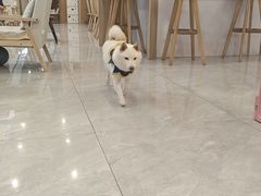 -柴犬小屋·柴餐厅·狗咖食堂(金鼎广场店)
