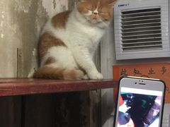 -猫咪博物馆(顶澳仔猫街店)