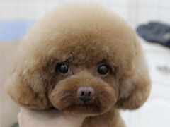 美容师修剪贵宾泰迪日系造型&nbsp;蘑菇头-诺比宠物医院心脏内科·泌尿肾内外科·骨科急重症