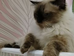 -藏猫猫咖啡主题馆(中央大道店)