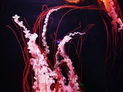 -欢乐海岸海洋奇梦馆
