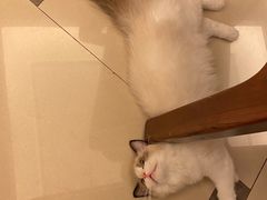 -momokira米努特·德文卷毛猫·棉花面纱犬