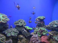 -烟台海昌鲸鲨海洋公园