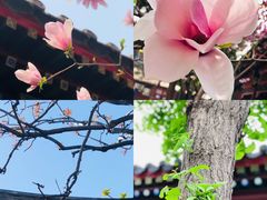 -白云观
