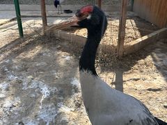 -青藏高原野生动物园