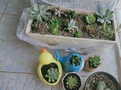 -花鸟鱼虫鲜花绿植市场(玉泉路店)