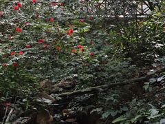 -广州市白云山风景名胜区