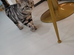 -糯米喵星人·撸猫猫舍咖啡馆(西市场嘉华店)