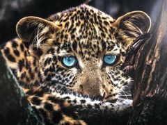 -罗红摄影艺术馆