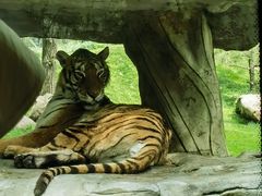 -北京野生动物园