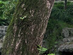 -秋霞圃