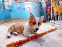 -翊宠yipet猫狗购宠庄园犬舍•猫舍