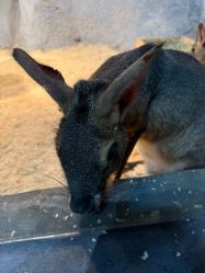 -Zoolung Zoolung动物主题公园(海信广场店)