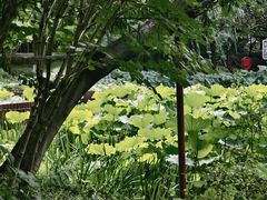 -陈家山荷花公园