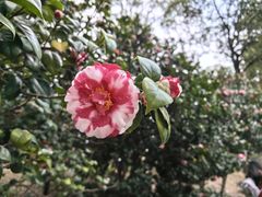 -中国科学院华南植物园