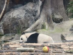 -皇家御河游(紫御湾码头)