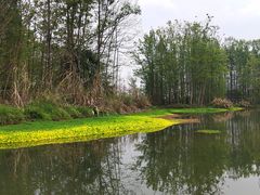 -桤木河湿地公园