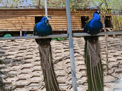 -北京鹿世界主题园