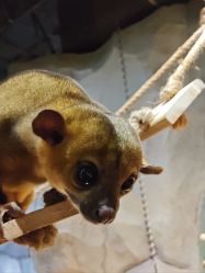 -Zoolung Zoolung动物主题公园(海信广场店)