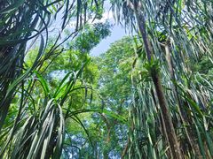-中国科学院西双版纳热带植物园
