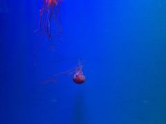 -芜湖新华联大白鲸海洋公园