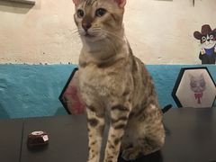 -猫小院猫主题咖啡厅(北锣店)