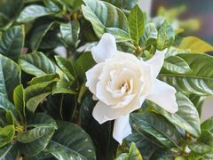 -双季花艺园艺市场(浦东店)