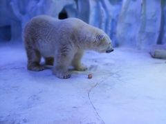 -芜湖新华联大白鲸海洋公园