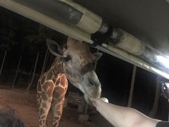 -清迈夜间动物园