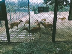 -北京麋鹿生态实验中心
