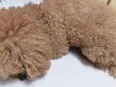 -瑞派宠物医院·24小时骨科·心脏·核磁(哈尔滨南岗店)
