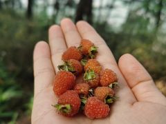 -铁山坪森林公园