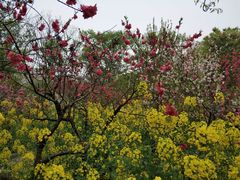 -南汇桃花村