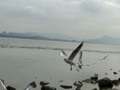 -深圳湾公园(南山区)
