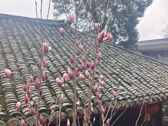 -峨眉山报国寺