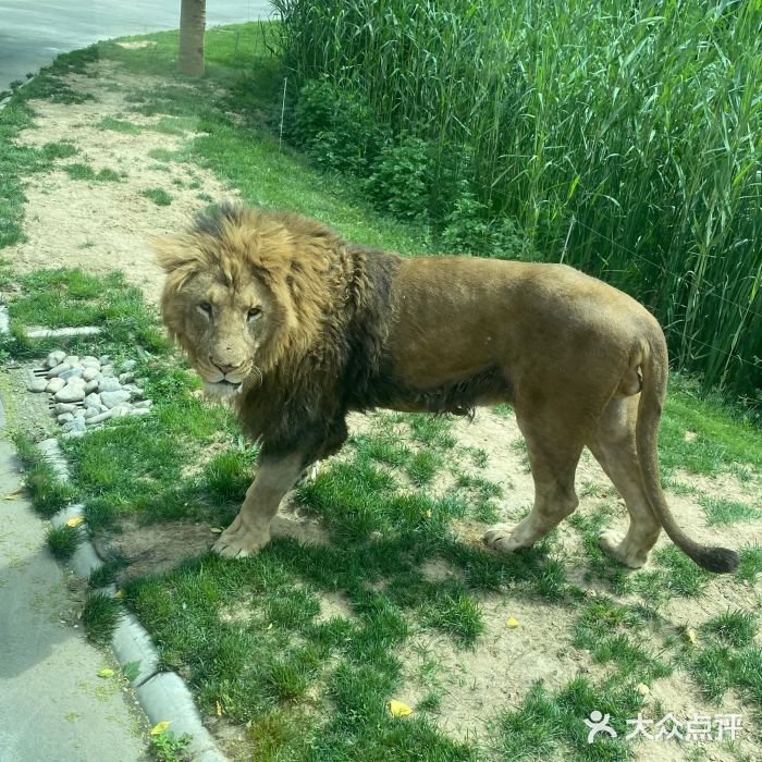 北京野生动物园图片