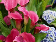 -深圳市中科院仙湖植物园